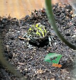 Magazoo Baby Giant bullfrog #1 (Pixie)