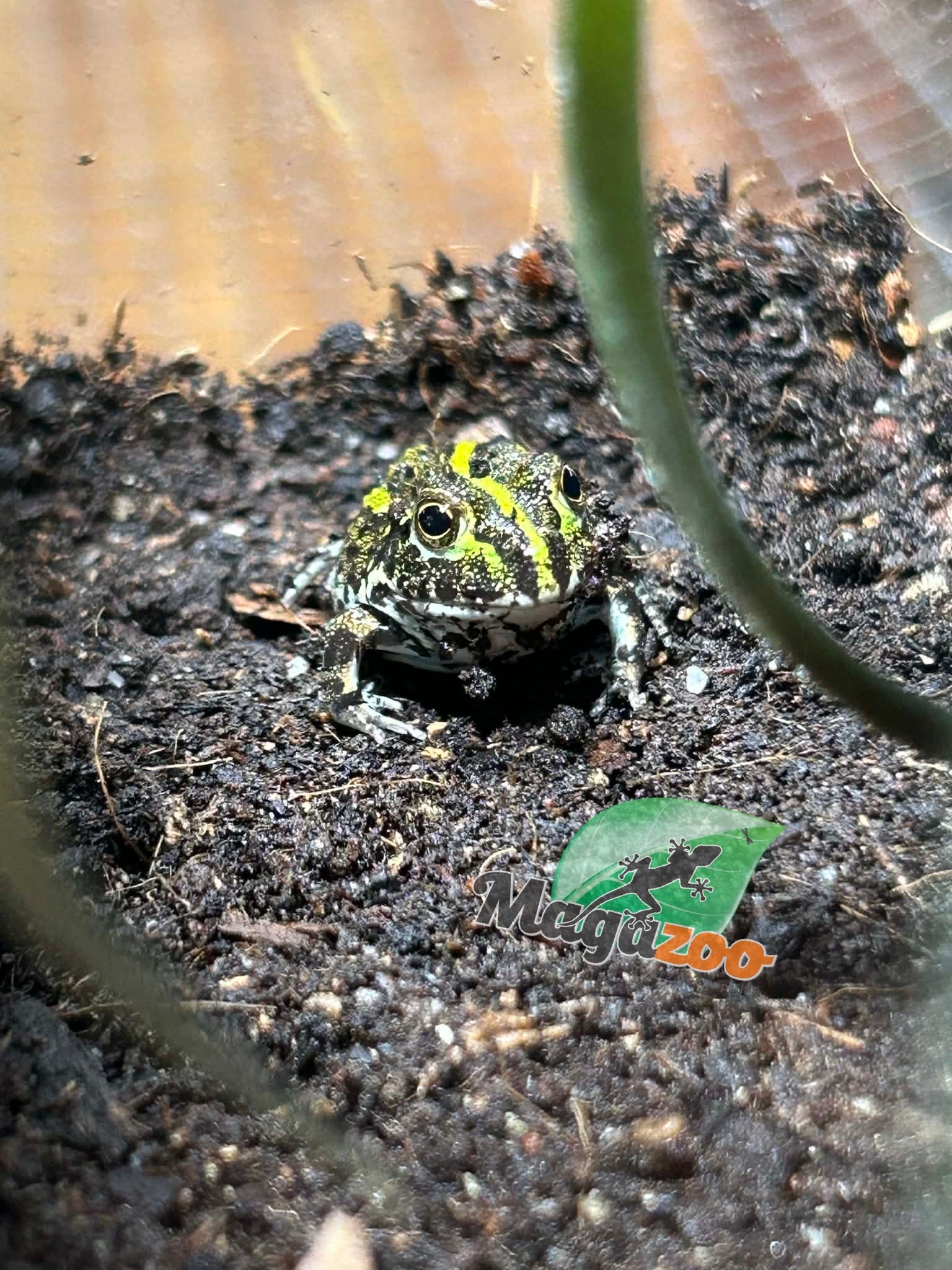 Magazoo Baby Giant bullfrog #1 (Pixie)