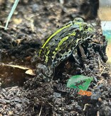 Magazoo Baby Giant bullfrog #1 (Pixie)