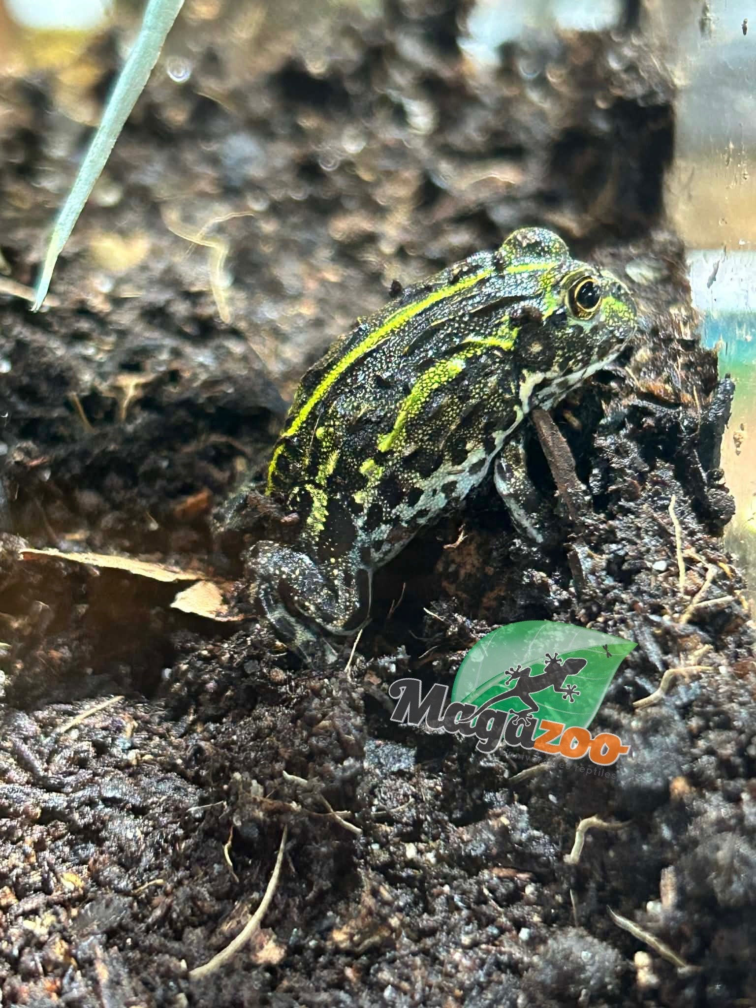 Magazoo Grenouille Taureau africaine géante Bébé  #1 (Pixie)