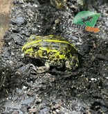 Magazoo Grenouille Taureau africaine géante Bébé  #2  (Pixie)