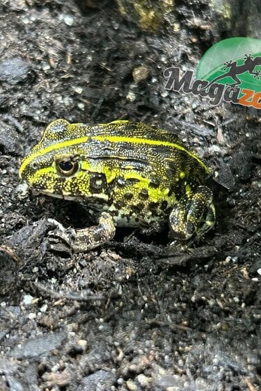 Magazoo Baby Giant bullfrog #2 (Pixie)