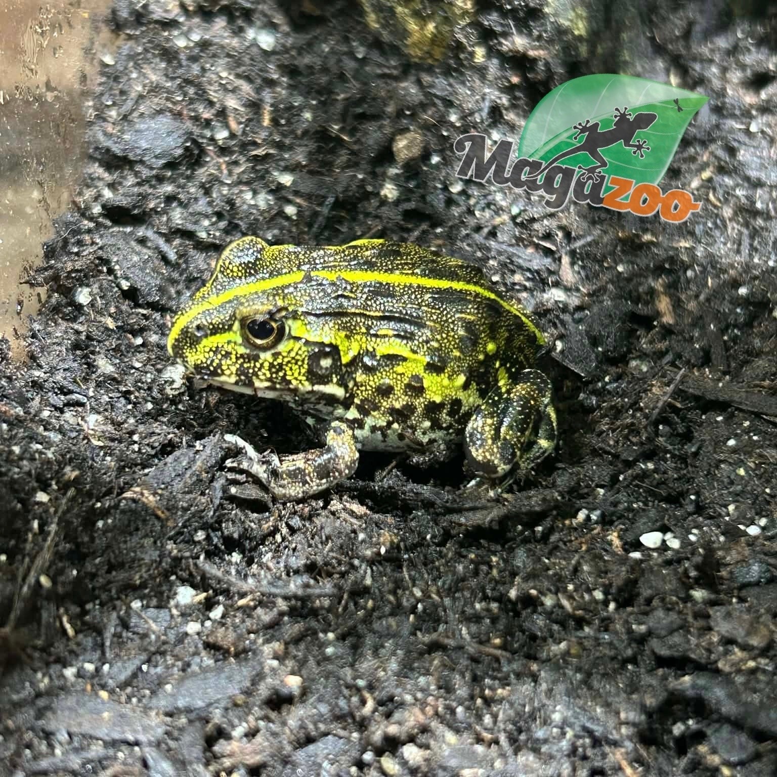 Magazoo Grenouille Taureau africaine géante Bébé  #2  (Pixie)