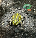 Magazoo Baby Giant bullfrog #2 (Pixie)