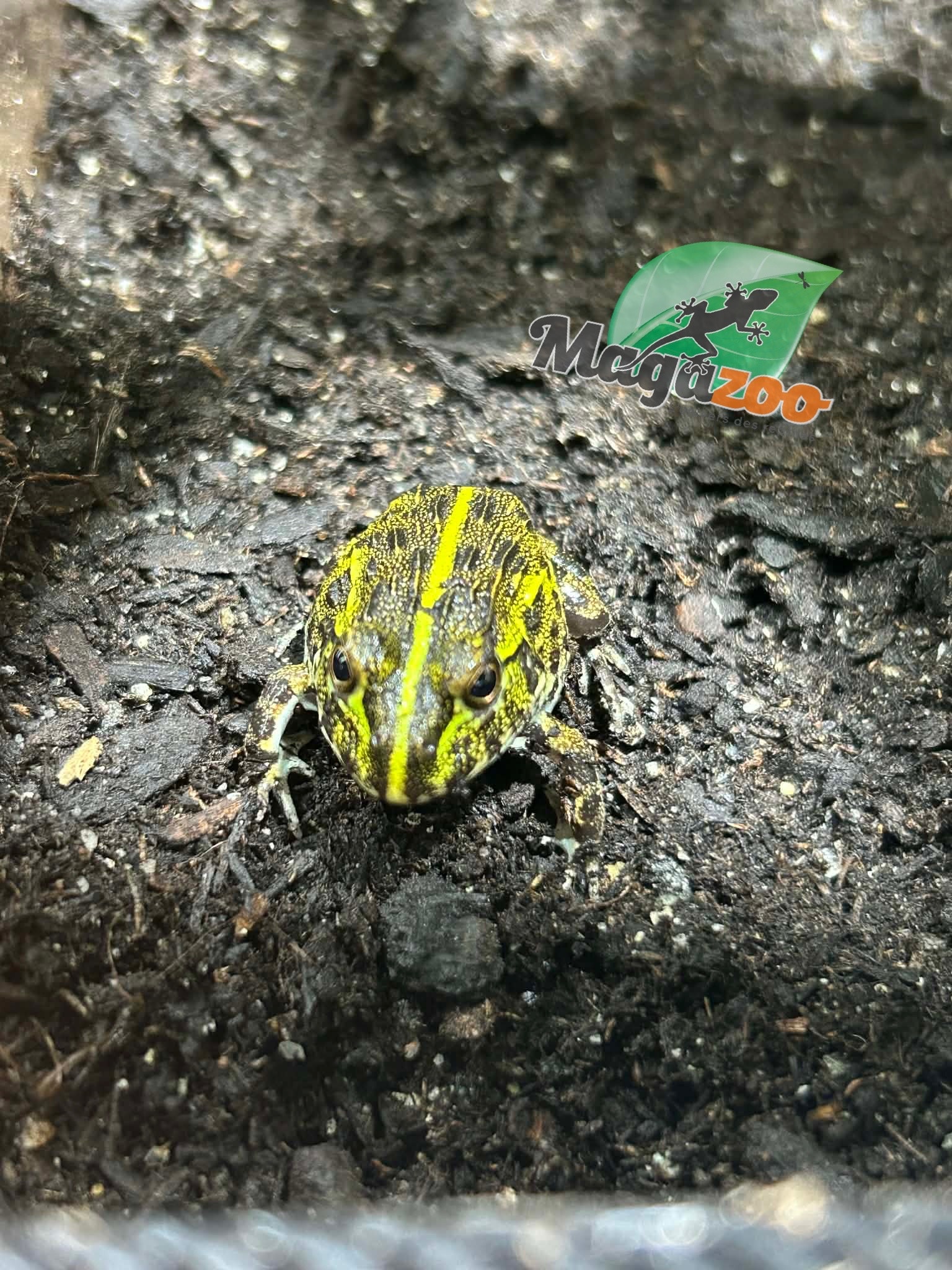 Magazoo Baby Giant bullfrog #2 (Pixie)