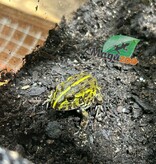 Magazoo Baby Giant bullfrog #2 (Pixie)