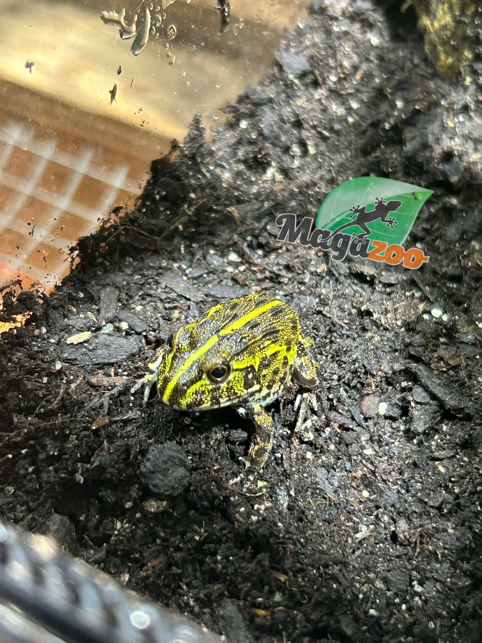 Magazoo Grenouille Taureau africaine géante Bébé  #2  (Pixie)