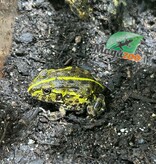 Magazoo Baby Giant bullfrog #2 (Pixie)