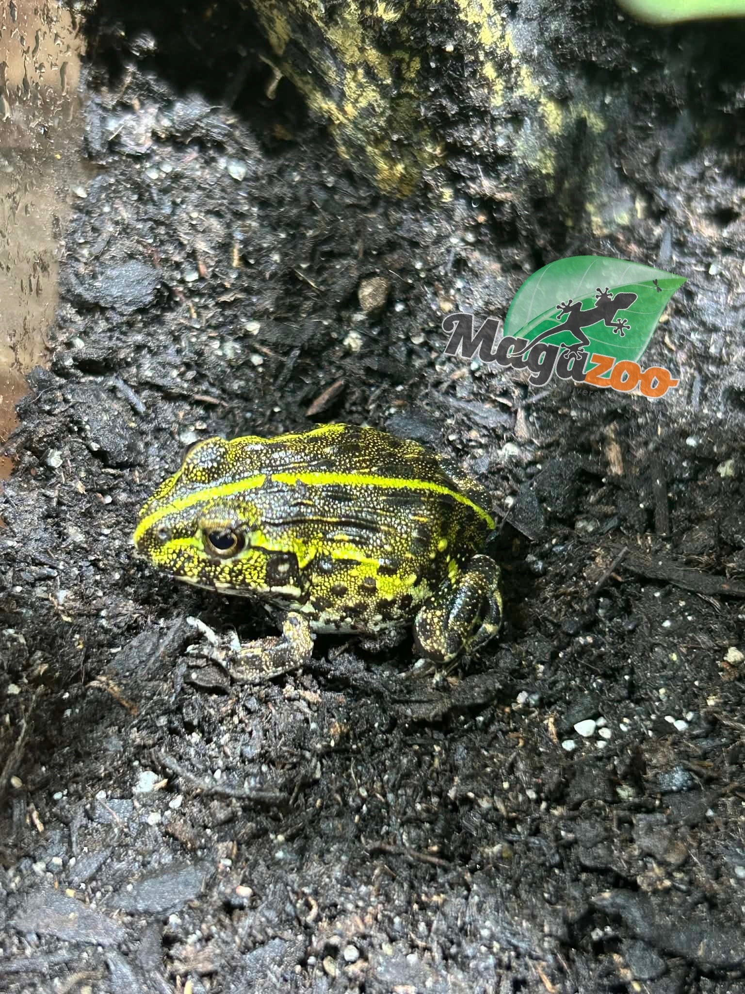 Magazoo Baby Giant bullfrog #2 (Pixie)