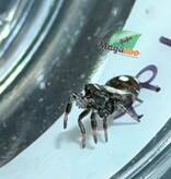 Magazoo Jumping spider / Phiddipus regius 'Dark Orange' i3