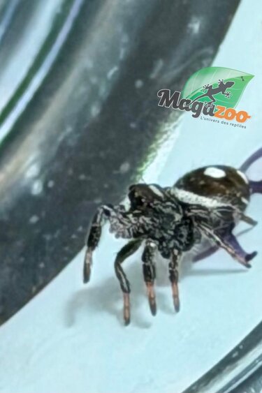 Magazoo Jumping spider / Phiddipus regius 'Dark Orange' i3