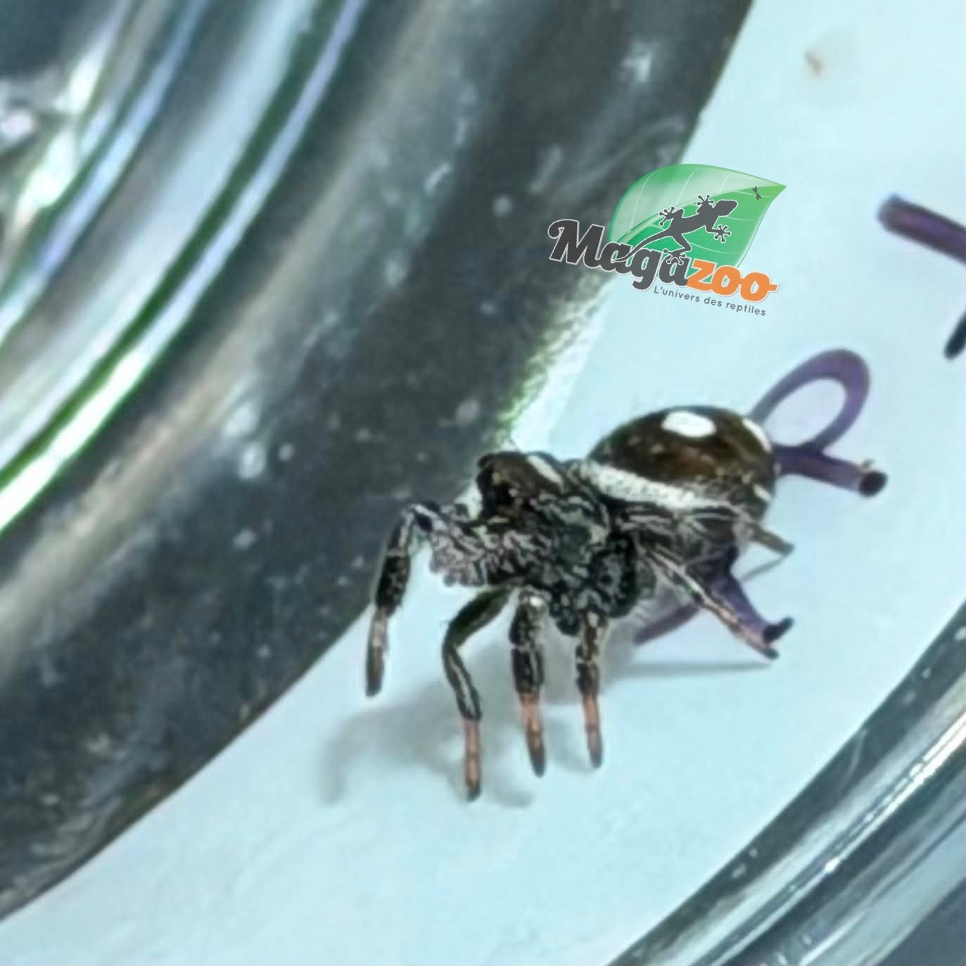 Magazoo Jumping spider / Phiddipus regius 'Dark Orange' i3
