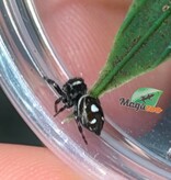 Magazoo Araignée sauteuse  / Phiddipus regius 'Dark Orange' i3