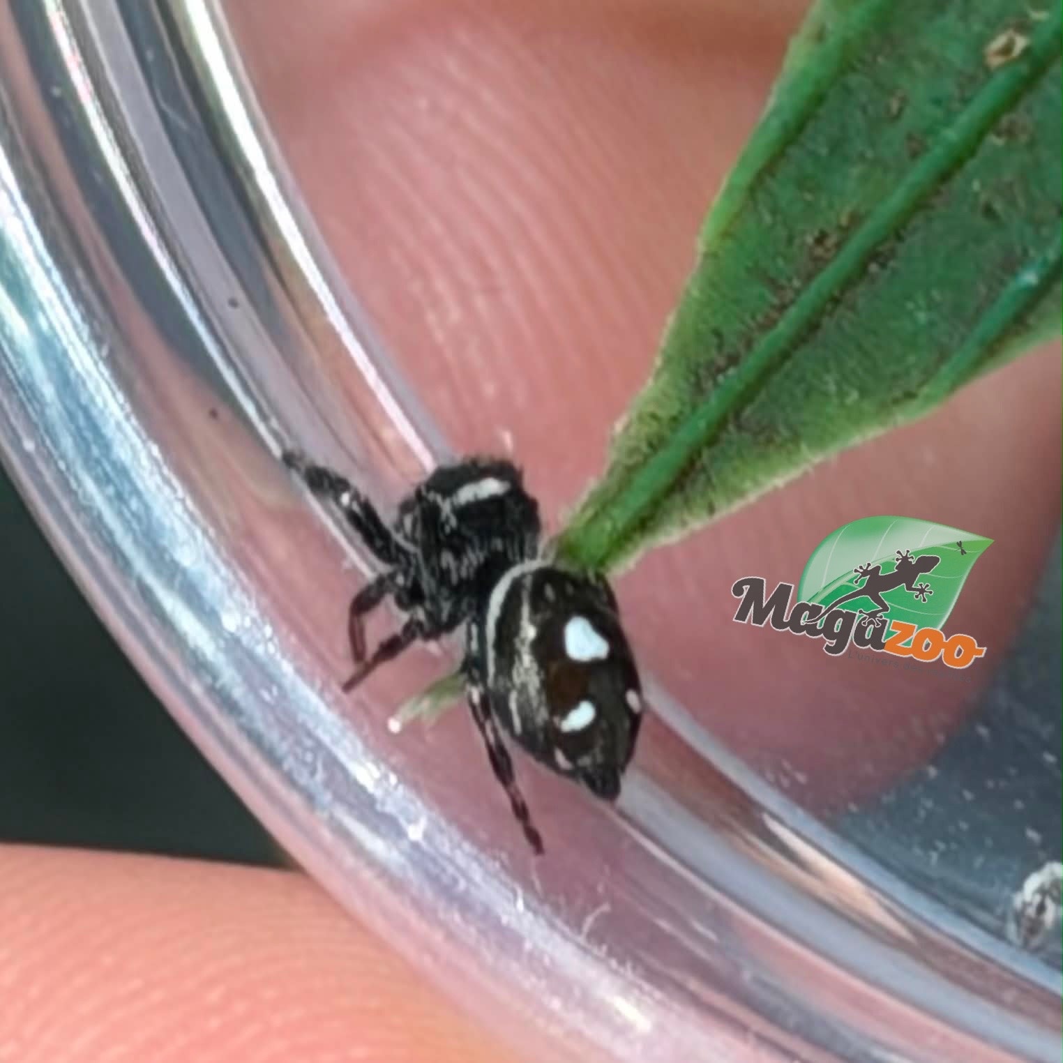 Magazoo Jumping spider / Phiddipus regius 'Dark Orange' i3