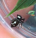Magazoo Araignée sauteuse  / Phiddipus regius 'Dark Orange' i3
