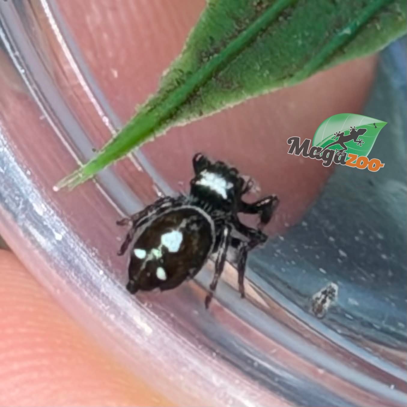 Magazoo Jumping spider / Phiddipus regius 'Dark Orange' i3