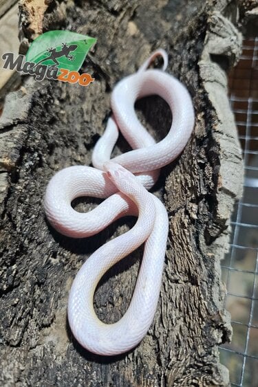 Magazoo Serpent des blés  Femelle Snow Diffused née 27 juillet 2025