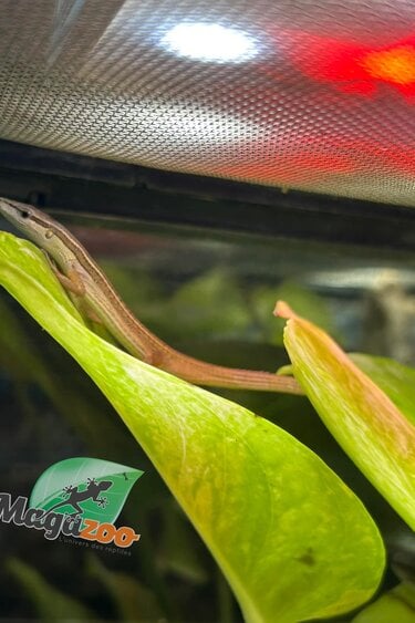 Magazoo Male Long tailed grass lizard