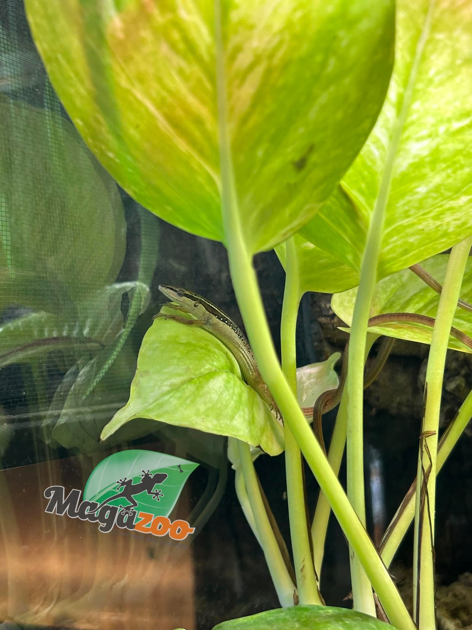 Magazoo Male Long tailed grass lizard