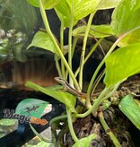 Magazoo Male Long tailed grass lizard