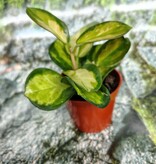 Magazoo Plante Hoya Australis 'Lisa' - 6 cm