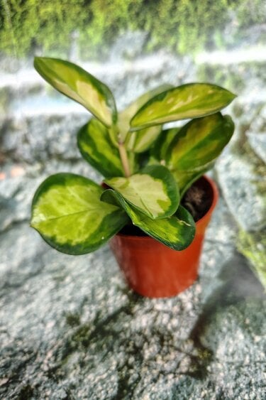 Magazoo Plante Hoya Australis 'Lisa' - 6 cm