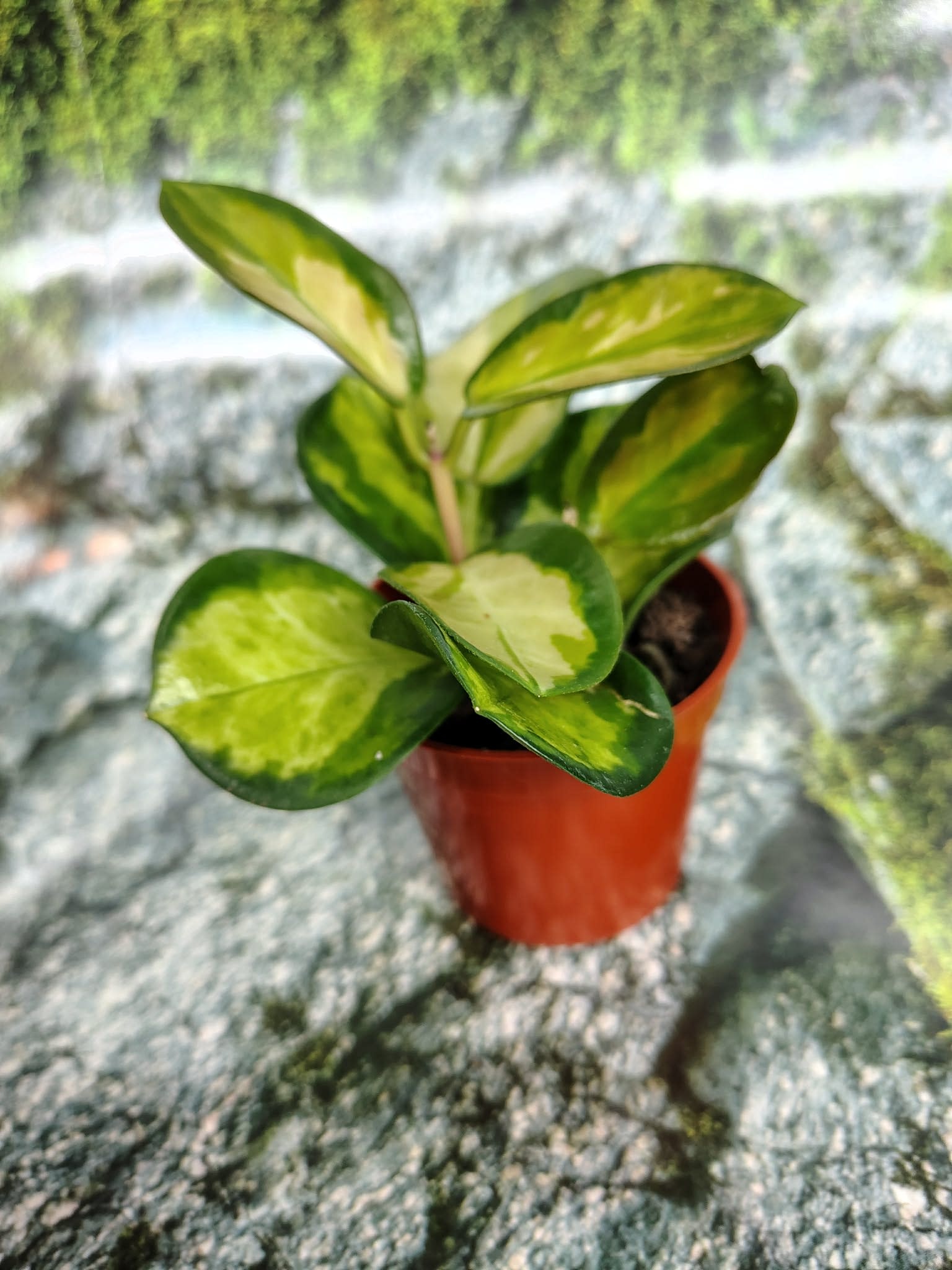 Magazoo Plante Hoya Australis 'Lisa' - 6 cm
