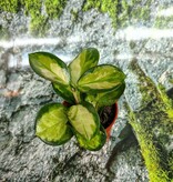 Magazoo Plante Hoya Australis 'Lisa' - 6 cm