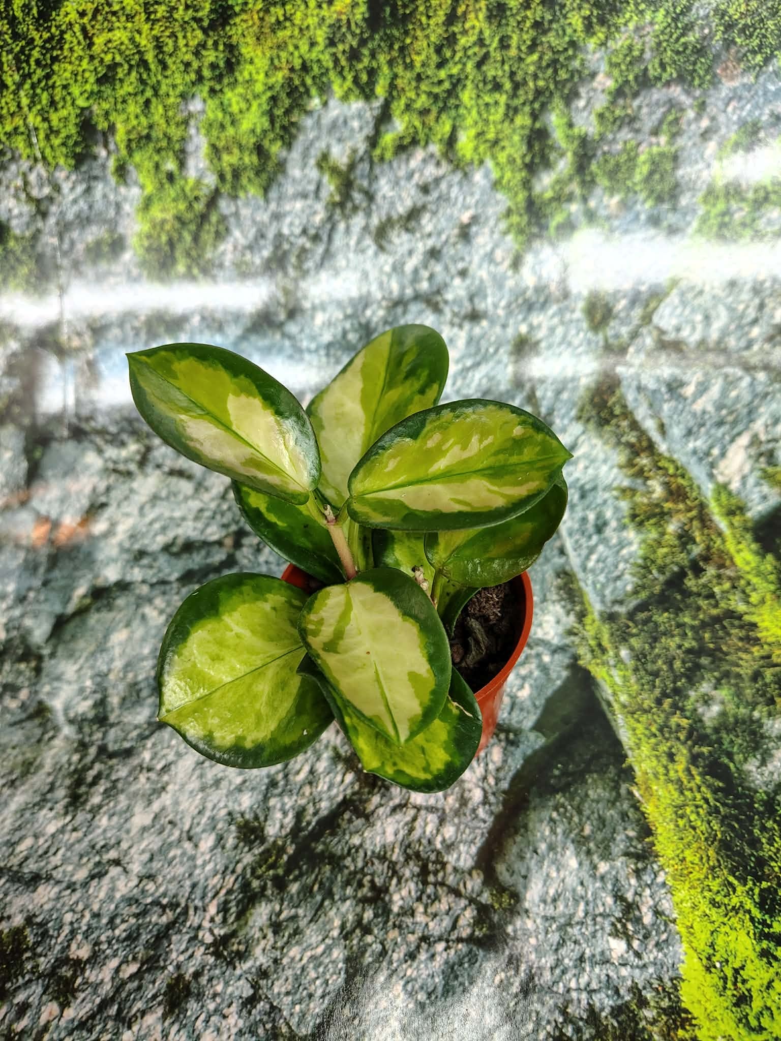 Magazoo Plante Hoya Australis 'Lisa' - 6 cm