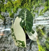 Magazoo Plante Alocasia Mitcholitziana 'Frydek Variegata'