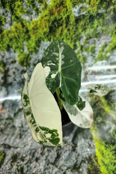 Magazoo Alocasia Mitcholitziana 'Frydek Variegata' Plant