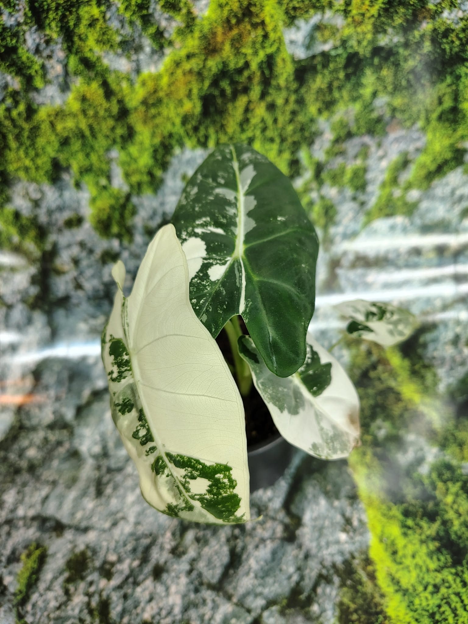 Magazoo Plante Alocasia Mitcholitziana 'Frydek Variegata'