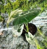 Magazoo Alocasia Mitcholitziana 'Frydek Variegata' Plant