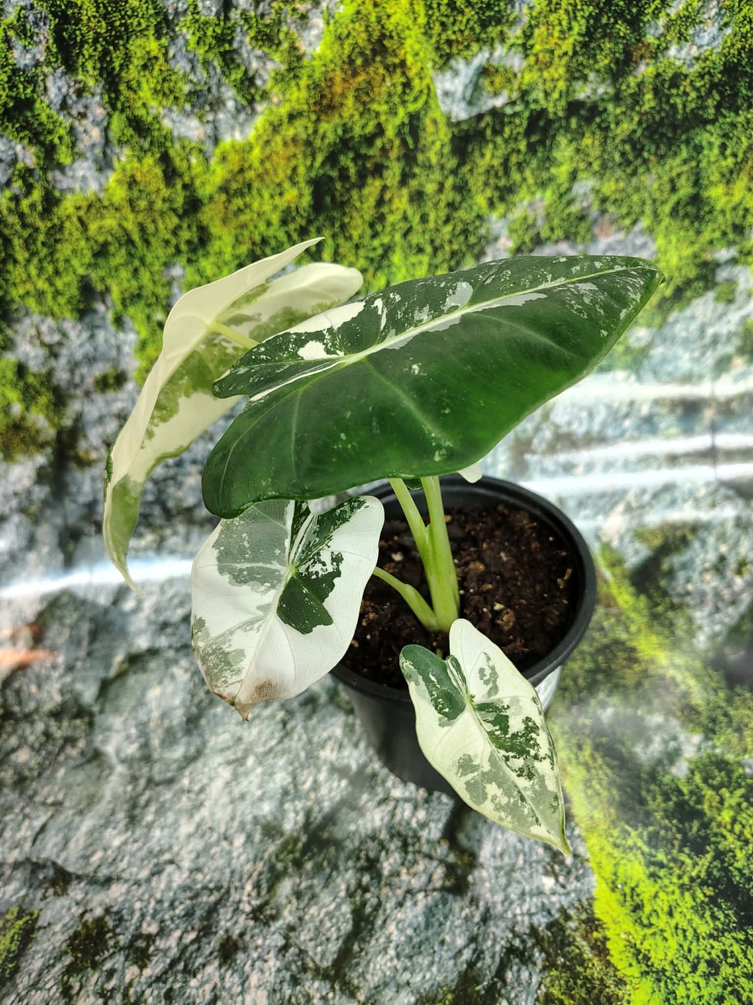 Magazoo Alocasia Mitcholitziana 'Frydek Variegata' Plant