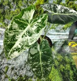 Magazoo Plante Alocasia Mitcholitziana 'Frydek Variegata'