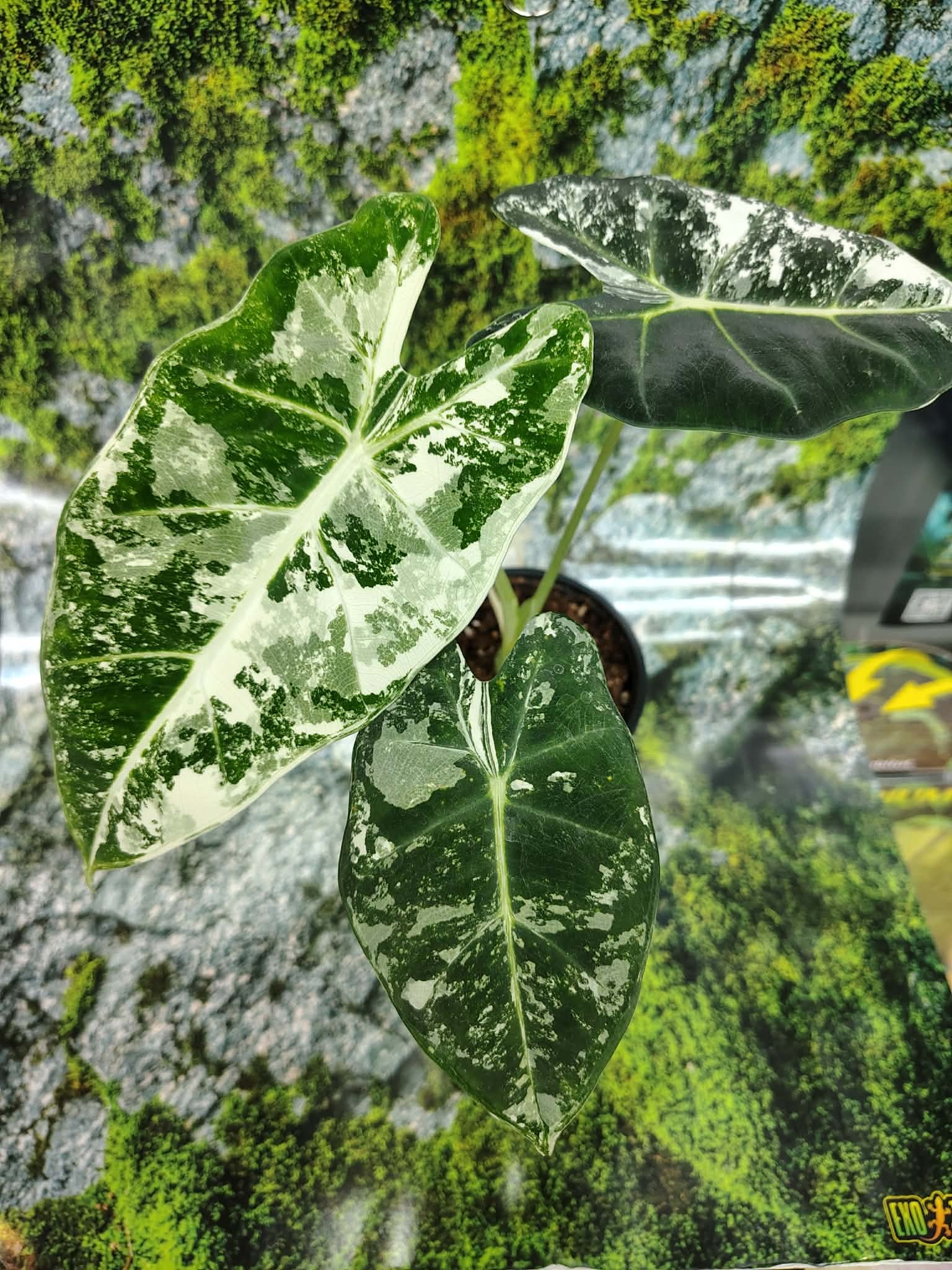 Magazoo Alocasia Mitcholitziana 'Frydek Variegata' Plant