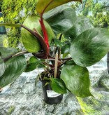 Magazoo Plante Philodendron 'White Princess'