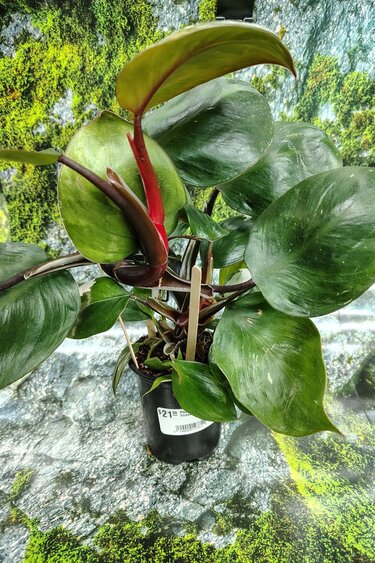 Magazoo Philodendron 'White Princess' Plant