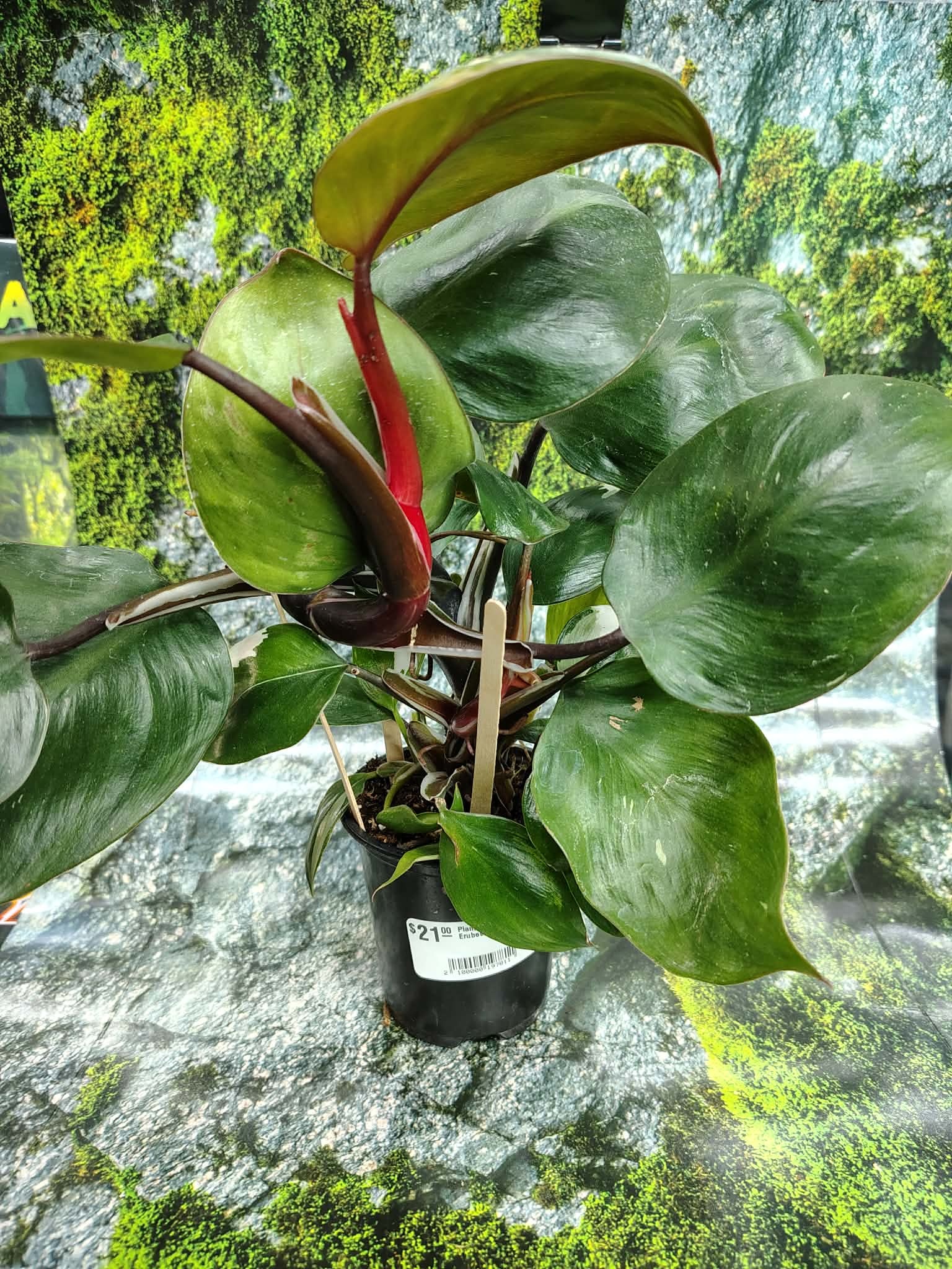 Magazoo Plante Philodendron 'White Princess'