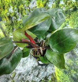 Magazoo Plante Philodendron 'White Princess'