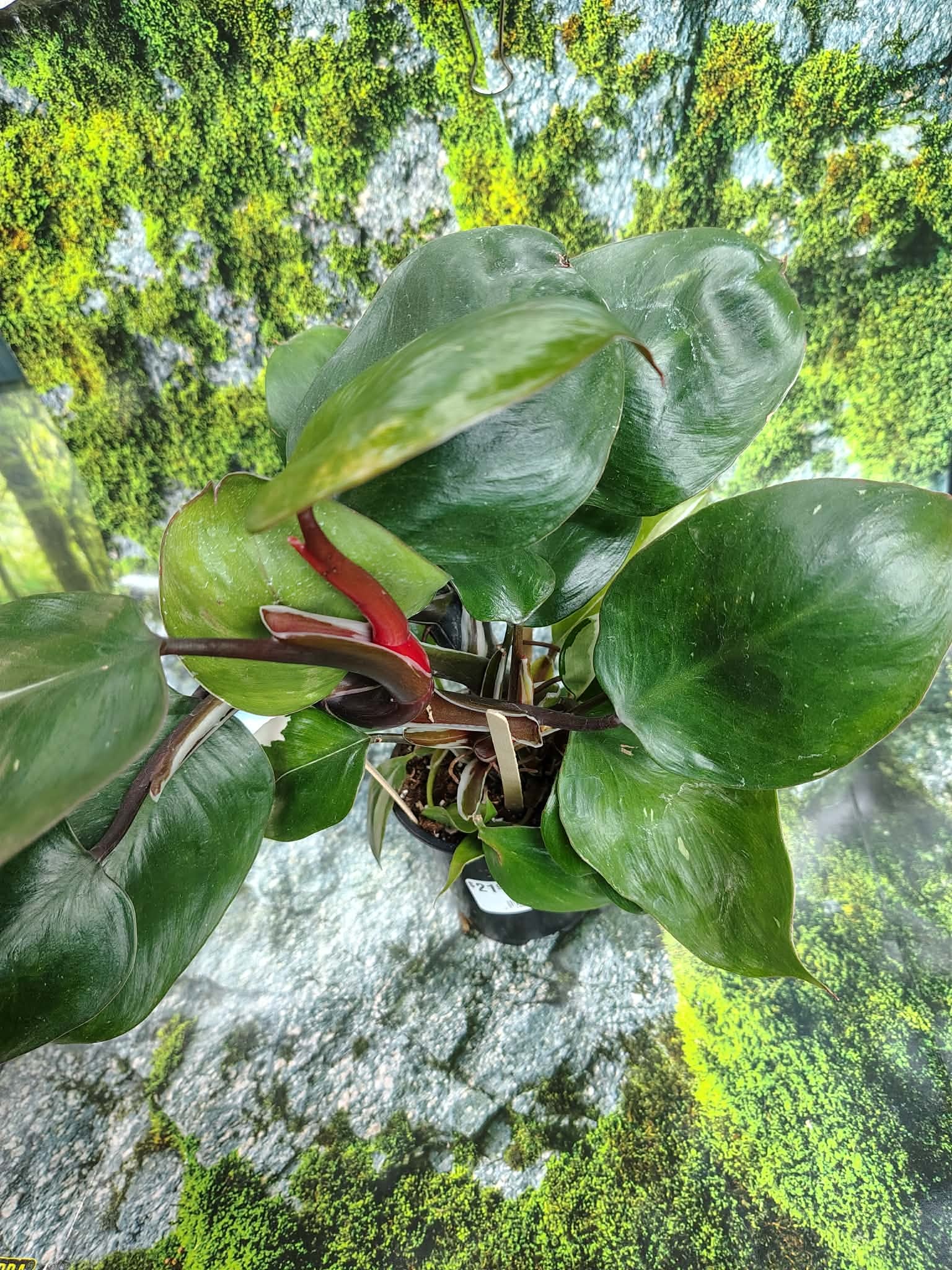 Magazoo Plante Philodendron 'White Princess'