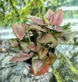 Magazoo Syngonium Podophyllum 'Pink Flecked' Plant 10cm