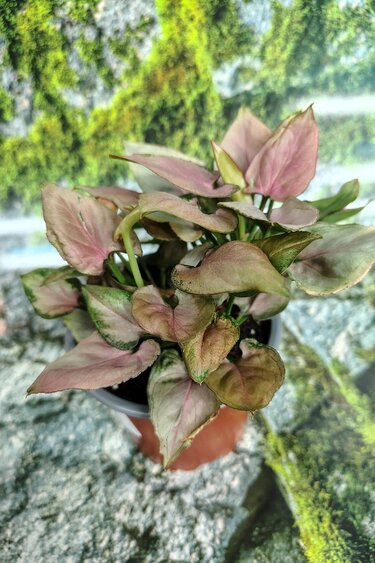 Magazoo Syngonium Podophyllum 'Pink Flecked' Plant 10cm