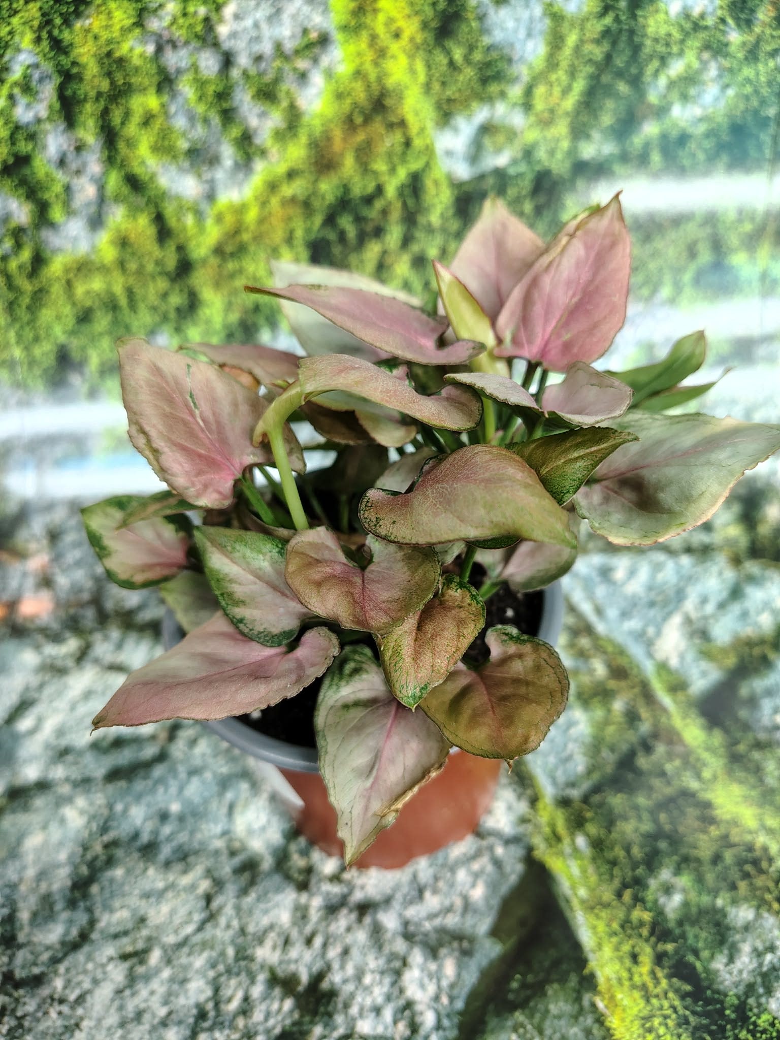 Magazoo Plante Syngonium Podophyllum 'Pink Flecked' 10cm
