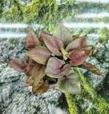 Magazoo Plante Syngonium Podophyllum 'Pink Flecked' 10cm