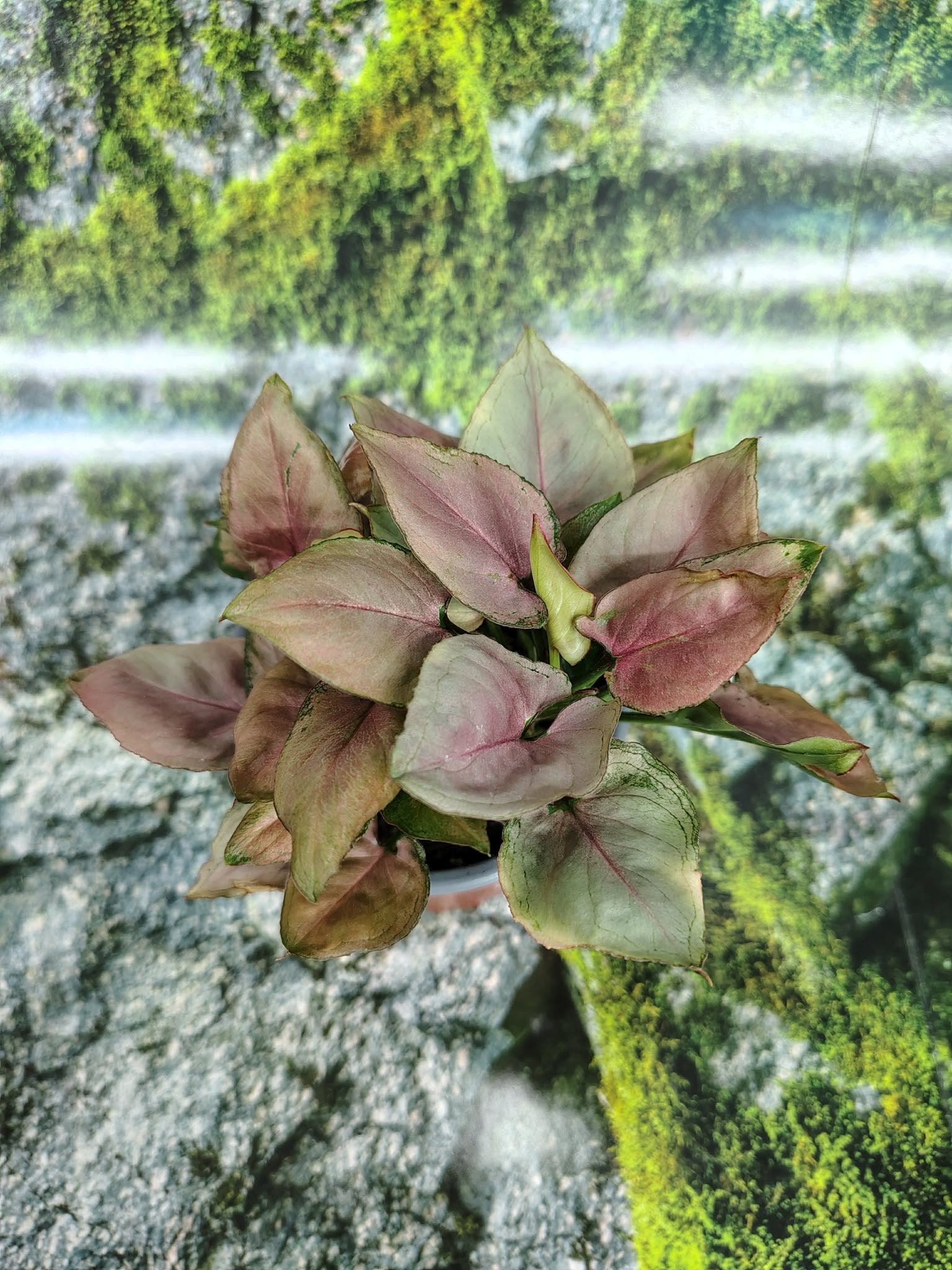 Magazoo Syngonium Podophyllum 'Pink Flecked' Plant 10cm