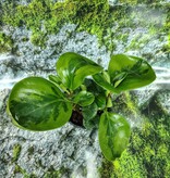 Magazoo Plante Peperomia Obtusifolia 'Lemon Lime' 10cm