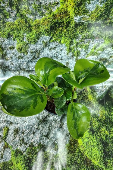 Magazoo Peperomia Obtusifolia 'Lemon Lime' Plant 10cm