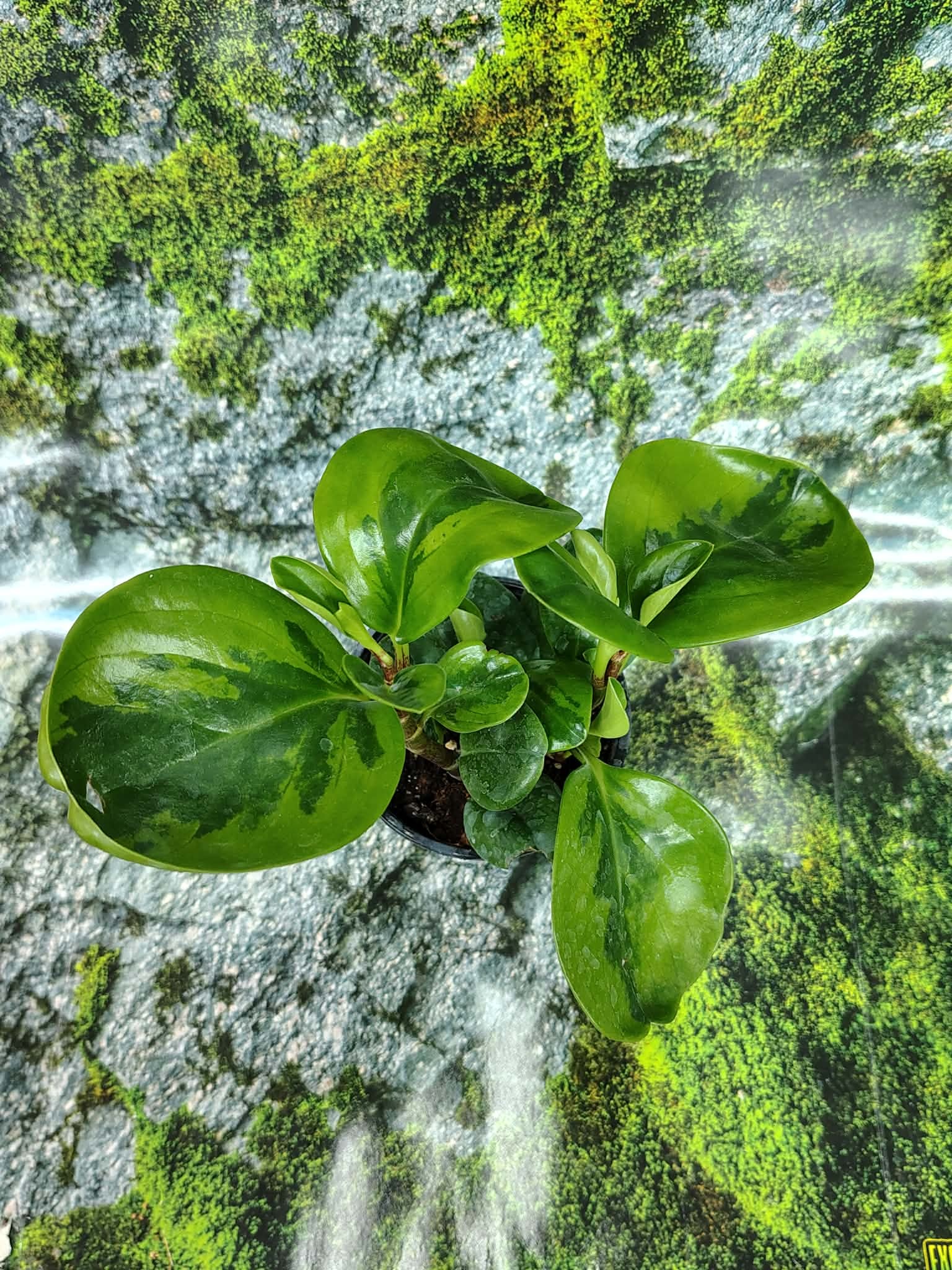 Magazoo Plante Peperomia Obtusifolia 'Lemon Lime' 10cm