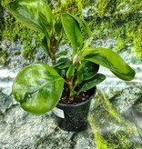 Magazoo Plante Peperomia Obtusifolia 'Lemon Lime' 10cm